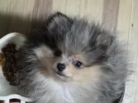 Akc champion pedigree tanner, a male Pomeranian for sale in Kendallville, IN – 3 of 4