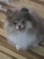 Ckc chocolate parti Toby , a male Pomeranian for sale in Fort Wayne, IN – 5 of 5