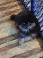 Akc grand champion pedigree teddy, a male Pomeranian for sale in Kendallville, IN – 1 of 3