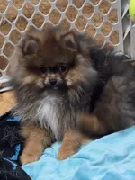 Akc champion pedigree willow, a female Pomeranian for sale in Kendallville, IN – 4 of 6