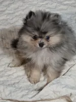 Akc champion pedigree Wilma, a female Pomeranian for sale in Fort Wayne, IN – 2 of 4