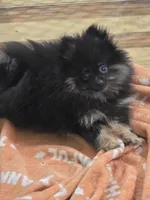 Akc grand champion pedigree bear, a male Pomeranian for sale in Kendallville, IN – 2 of 4