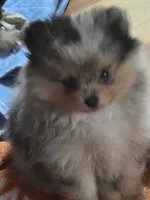 Wilma , a female Pomeranian for sale in Fort Wayne, IN – 4 of 4