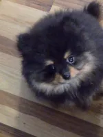 Akc champion pedigree blacky, a male Pomeranian for sale in Fort Wayne, IN – 3 of 5