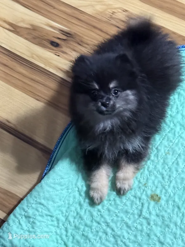 Akc Susie  – Pomeranian puppy for sale in Fort Wayne, IN