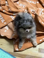 Akc Denny , a male Pomeranian for sale in Fort Wayne, IN – 3 of 4