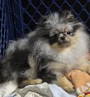 Akc grand champion pedigree molly , a female Pomeranian for sale in Fort Wayne, IN – 5 of 5