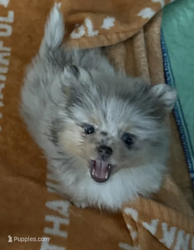 Maci – Pomeranian puppy for sale in Fort Wayne, IN