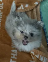 Maci, a female Pomeranian for sale in Fort Wayne, IN – 1 of 2