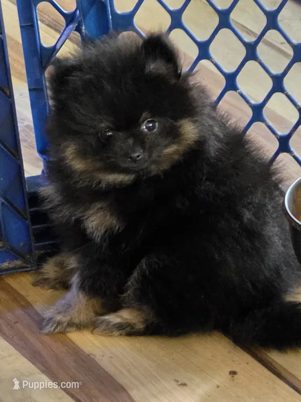 Akc champion pedigree bear – Pomeranian puppy for sale in Kendallville, IN