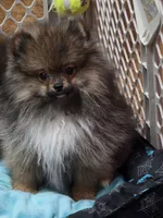 Akc champion pedigree buffy , a female Pomeranian for sale in Kendallville, IN – 7 of 8