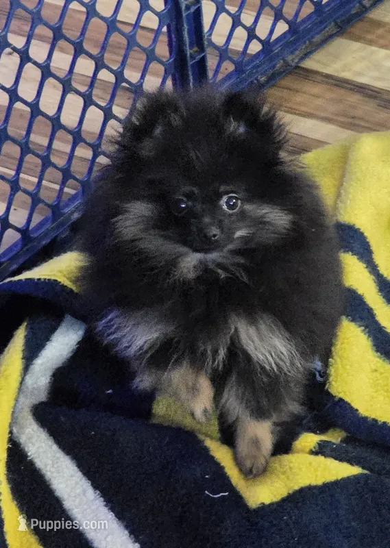 Akc champion pedigree bear, a male Pomeranian for sale in Kendallville, IN – 1 of 4