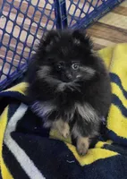 Akc champion pedigree bear, a male Pomeranian for sale in Kendallville, IN – 1 of 4
