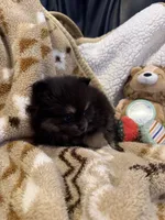 Maci, a female Pomeranian for sale in Fort Wayne, IN – 3 of 3