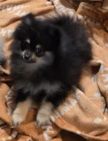 Akc champion pedigree macy, a female Pomeranian for sale in Kendallville, IN – 2 of 3