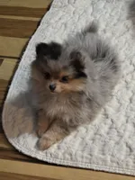 Akc champion pedigree max, a male Pomeranian for sale in Fort Wayne, IN – 4 of 4