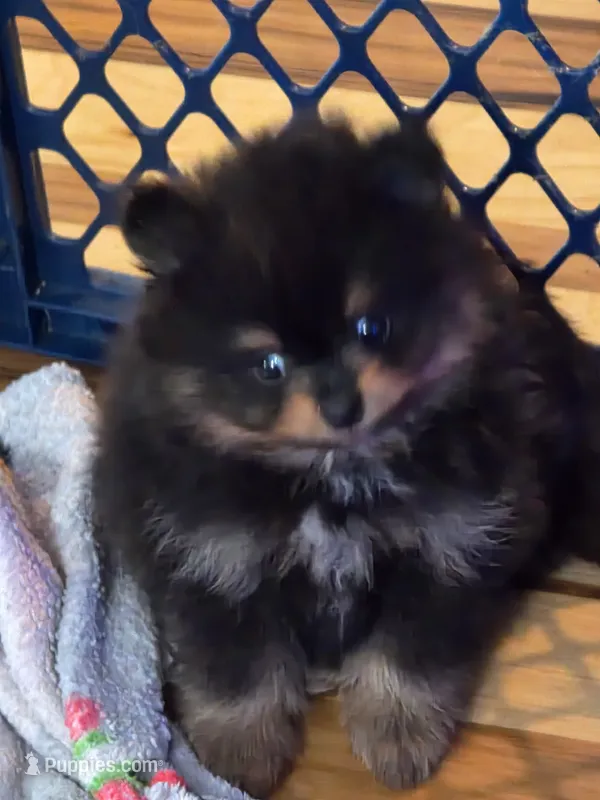 Blackie  – Pomeranian puppy for sale in Fort Wayne, IN