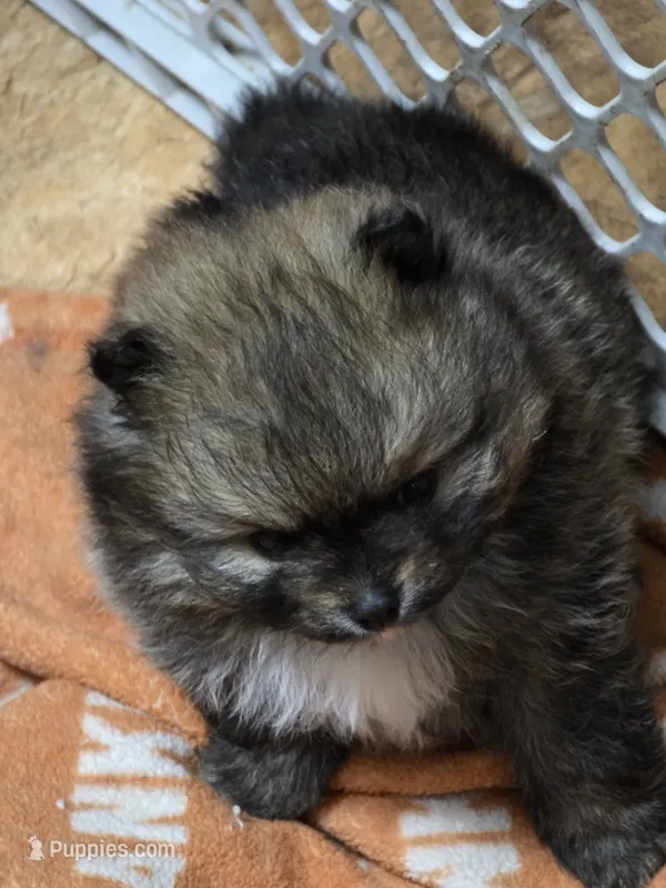 Akc champion pedigree holly – Pomeranian puppy for sale in Fort Wayne, IN