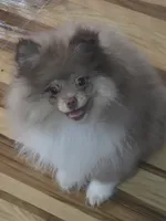 Ckc champion pedigree max , a male Pomeranian for sale in Fort Wayne, IN – 2 of 4