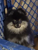 Akc champion pedigree teddy, a male Pomeranian for sale in Kendallville, IN – 2 of 3