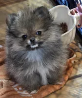 Ckc tiny teddy bear face Madison , a female Pomeranian for sale in Fort Wayne, IN – Photo 2 of 5