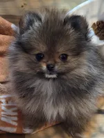 Ckc tiny teddy bear face Madison , a female Pomeranian for sale in Fort Wayne, IN – Photo 3 of 5