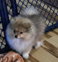Ckc tiny teddy bear face bo, a male Pomeranian for sale in Fort Wayne, IN – Photo 2 of 5