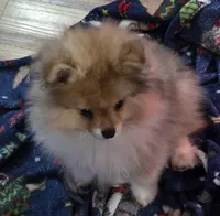 Ckc tiny teddy bear face bo, a male Pomeranian for sale in Fort Wayne, IN – Photo 5 of 5