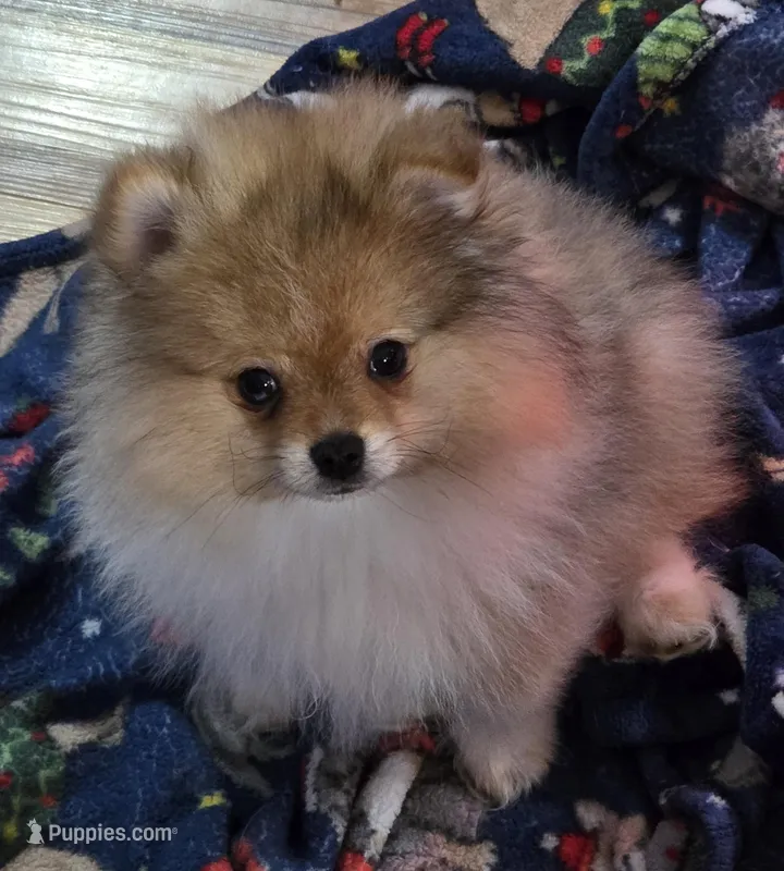 Ckc tiny teddy bear face bo – Pomeranian puppy for sale in Fort Wayne, IN