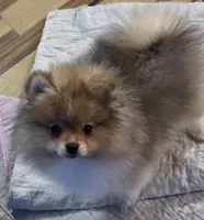 Ckc tiny teddy bear face bo, a male Pomeranian for sale in Fort Wayne, IN – Photo 3 of 5
