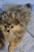 Akc champion pedigree max, a male Pomeranian for sale in Kendallville, IN – 4 of 5