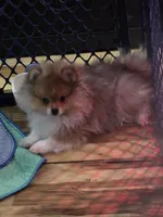 Ckc tiny teddy bear face teddy, a male Pomeranian for sale in Fort Wayne, IN – 7 of 7