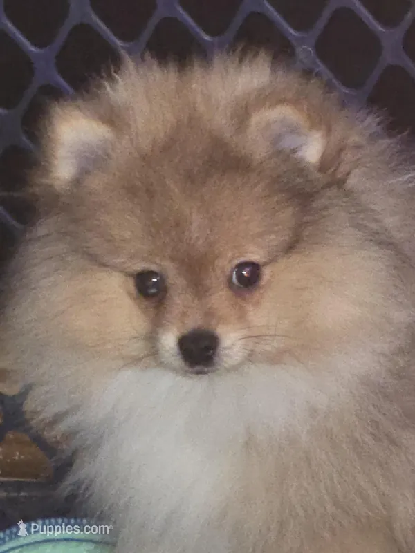 Ckc tiny teddy bear face teddy, a male Pomeranian for sale in Fort Wayne, IN – 1 of 7