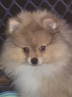 Ckc tiny teddy bear face teddy, a male Pomeranian for sale in Fort Wayne, IN – 1 of 7