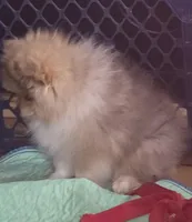 Ckc tiny teddy bear face teddy, a male Pomeranian for sale in Fort Wayne, IN – 6 of 7