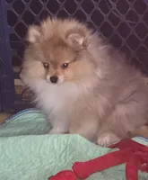 Ckc tiny teddy bear face teddy, a male Pomeranian for sale in Fort Wayne, IN – 3 of 7