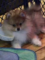 Ckc tiny teddy bear face teddy, a male Pomeranian for sale in Fort Wayne, IN – 4 of 7
