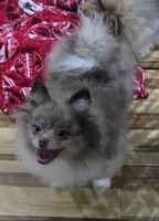 Ckc champion pedigree toby, a male Pomeranian for sale in Fort Wayne, IN – 6 of 7