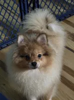 Ckc champion pedigree max , a male Pomeranian for sale in Fort Wayne, IN – 7 of 9