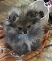Ckc champion pedigree tiny Bambi, a female Pomeranian for sale in Fort Wayne, IN – Photo 2 of 6