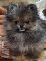 Ckc champion pedigree tiny Bambi, a female Pomeranian for sale in Fort Wayne, IN – Photo 5 of 6