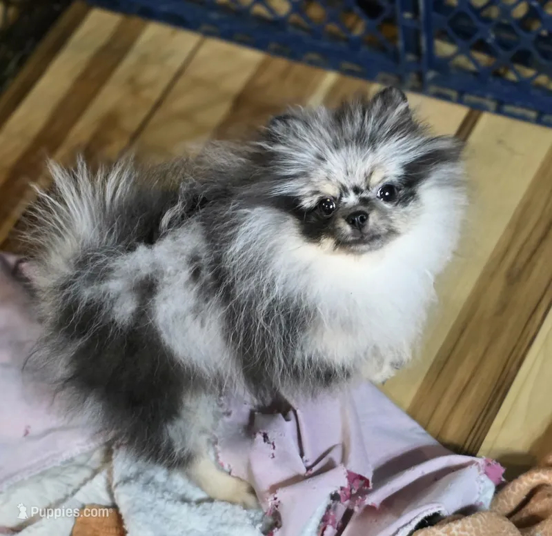 Akc grand champion molly  – Pomeranian puppy for sale in Fort Wayne, IN