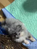 Akc Jenny , a female Pomeranian for sale in Fort Wayne, IN – 2 of 2