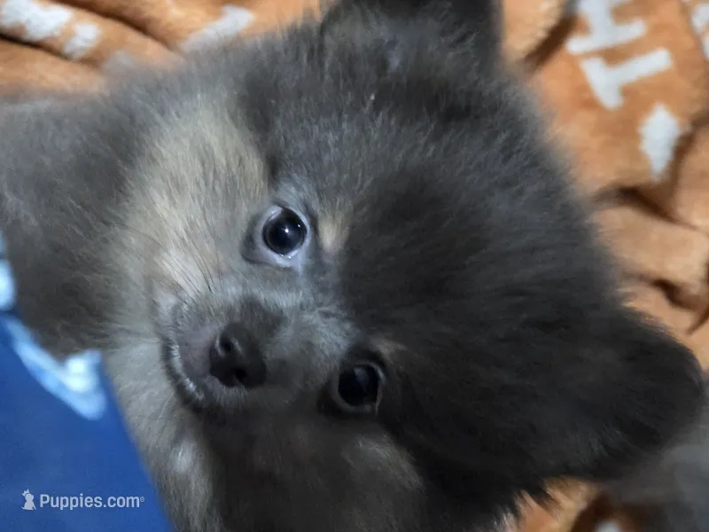 Aca champion pedigree duffy – Pomeranian puppy for sale in Kendallville, IN