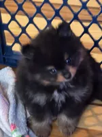 Blackie , a male Pomeranian for sale in Fort Wayne, IN – 2 of 4