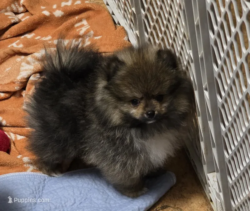 Akc champion pedigree buffy – Pomeranian puppy for sale in Kendallville, IN