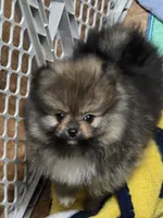 Akc champion pedigree Buffy , a female Pomeranian for sale in Kendallville, IN – 2 of 6