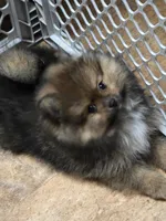 Akc champion pedigree minnie , a female Pomeranian for sale in Kendallville, IN – 2 of 5