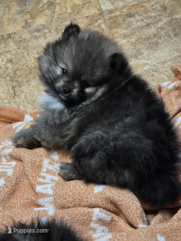 Akc grand champion pedigree Aspen – Pomeranian puppy for sale in Kendallville, IN