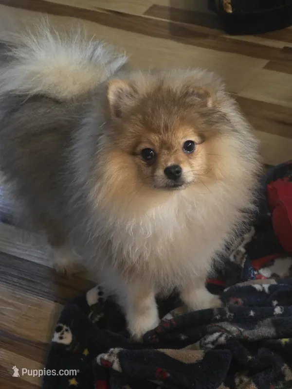 Ckc champion pedigree teddy – Pomeranian puppy for sale in Fort Wayne, IN